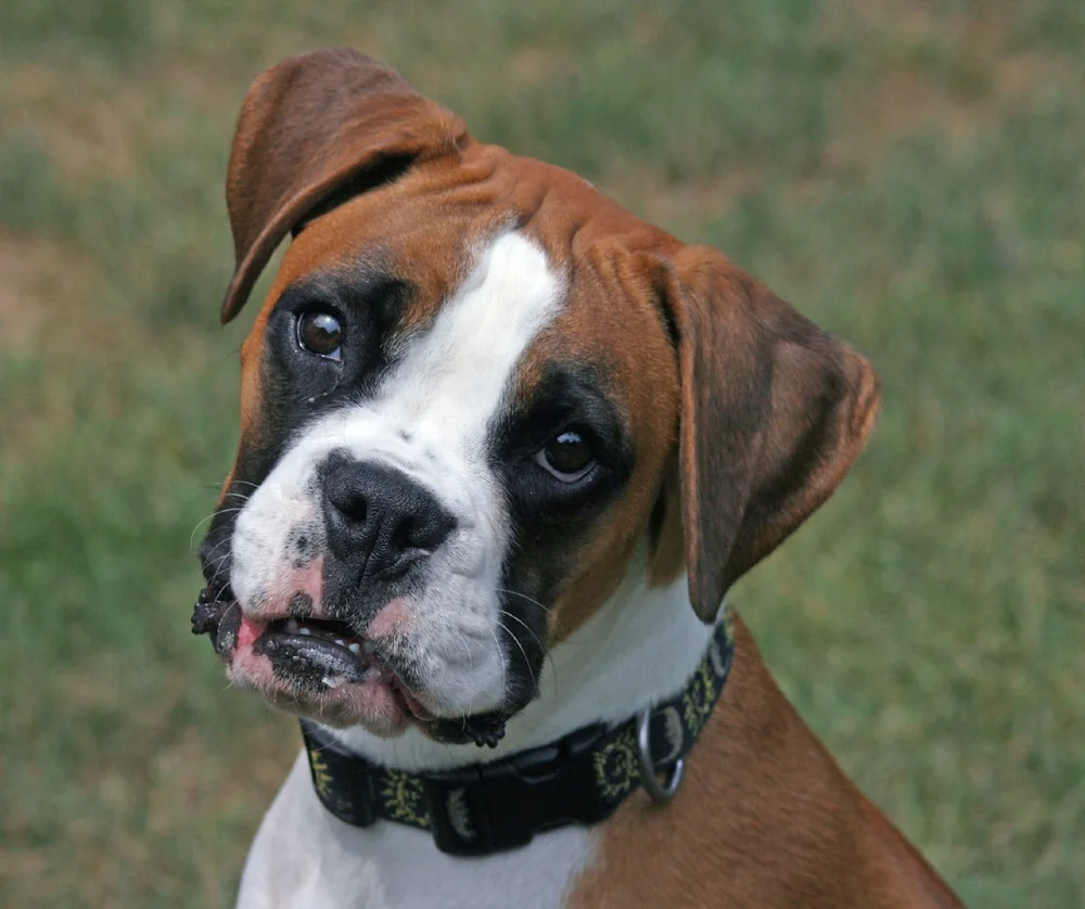 Ojos perro Boxer El Putxet Veterinarios