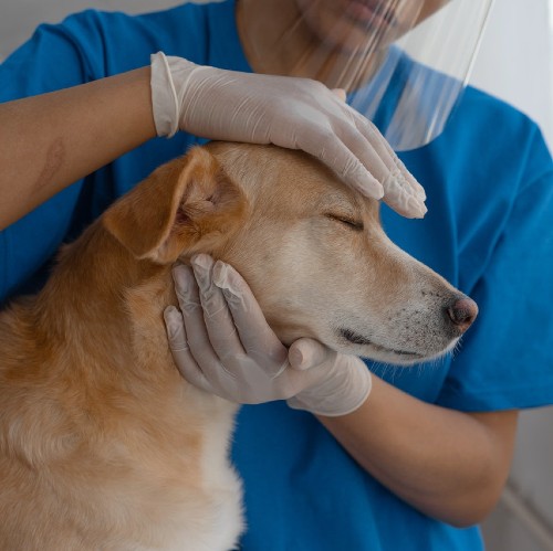 El Putxet Veterinarios barcelona fisioterapia veterinaria