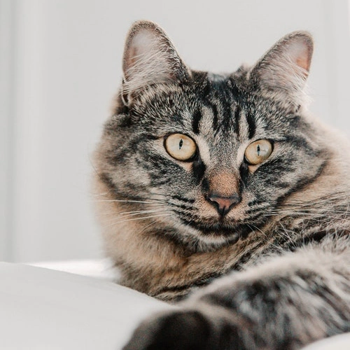 El Putxet Veterinarios barcelona insuficiencia renal en gatos