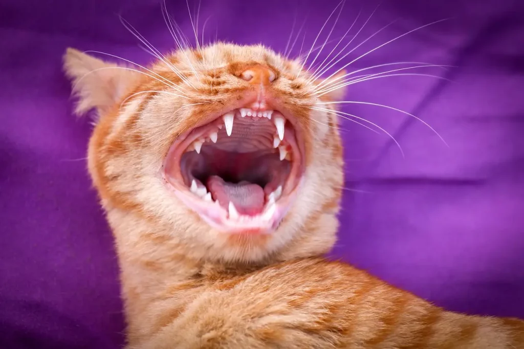 El Putxet Veterinarios barcelona dientes de gato
