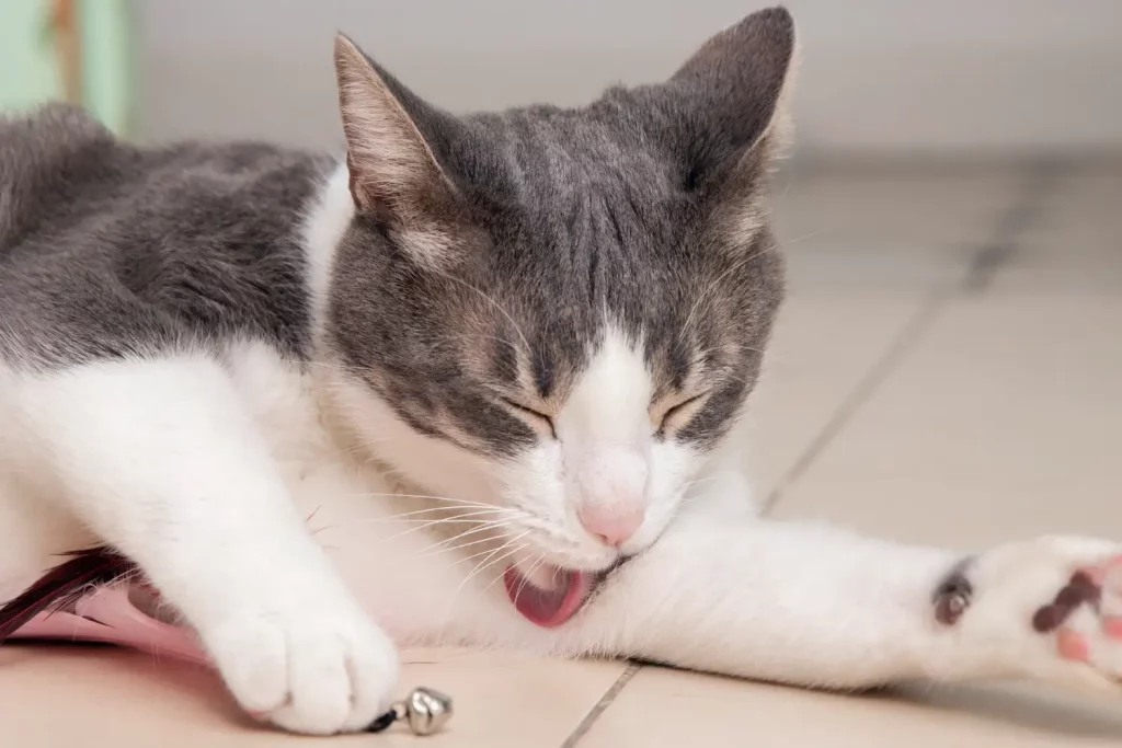 El Putxet Veterinarios gato acicalandose por estres