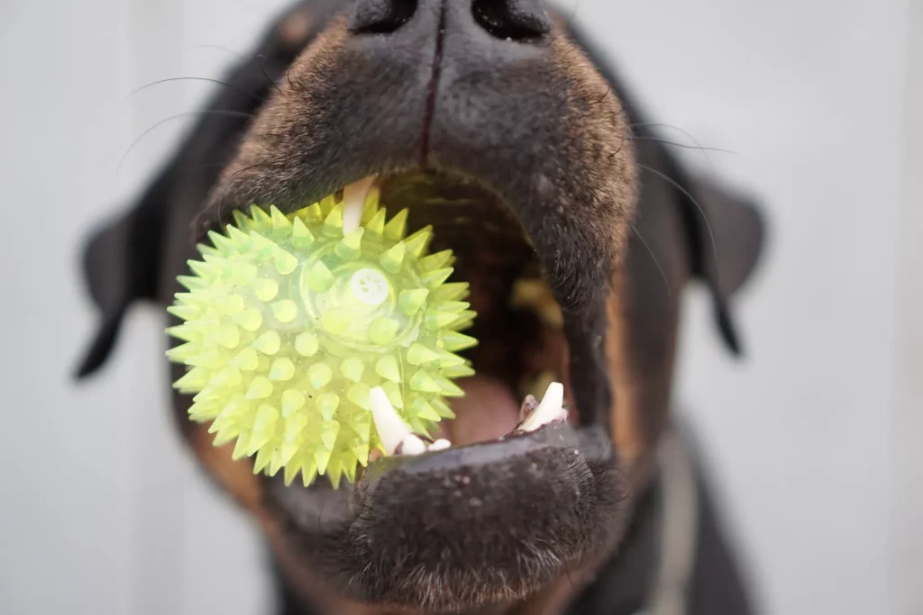 El Putxet Veterinarios barcelona perro con pelota dental