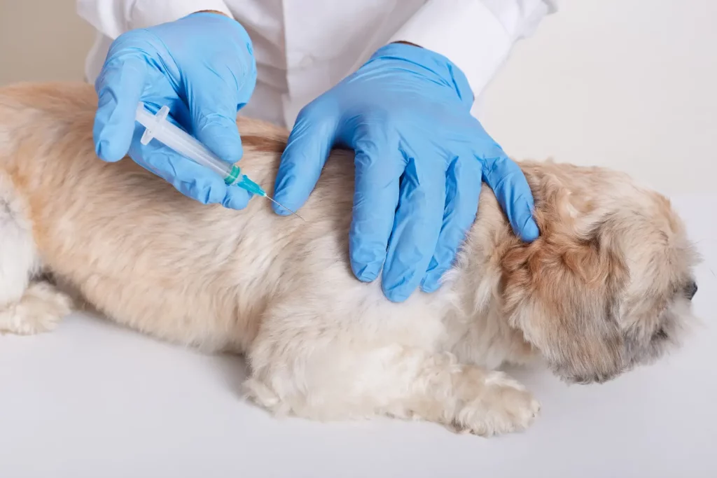 medicina veterinaria preventiva vacunacion