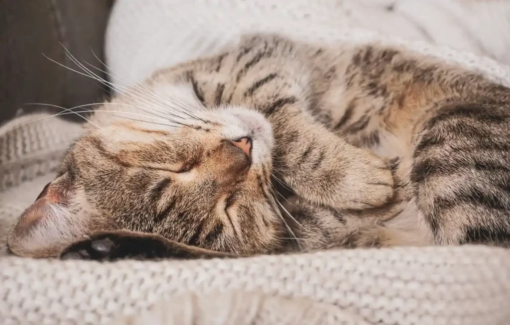 El Putxet Veterinarios barcelona gato durmiendo