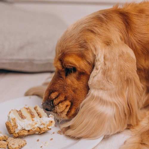 El Putxet Veterinarios barcelona perro obeso comiendo