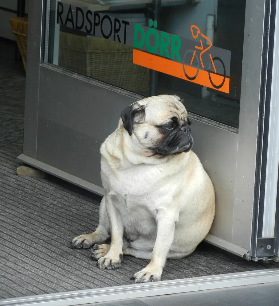 El Putxet Veterinarios barcelona ejercicio para perros obesos
