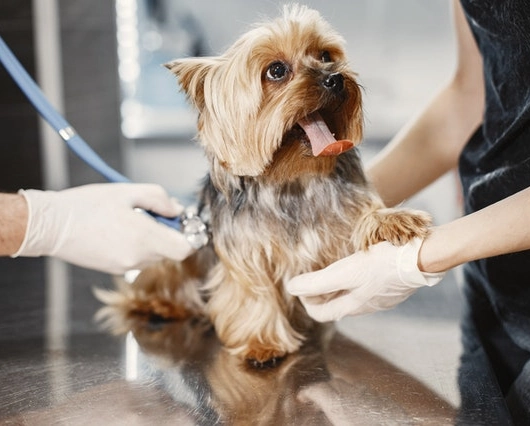 El Putxet Veterinarios barcelona perro estresado por estar en urgencias