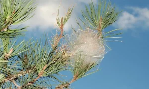 El Putxet Veterinario barcelona pino con nido de orugas