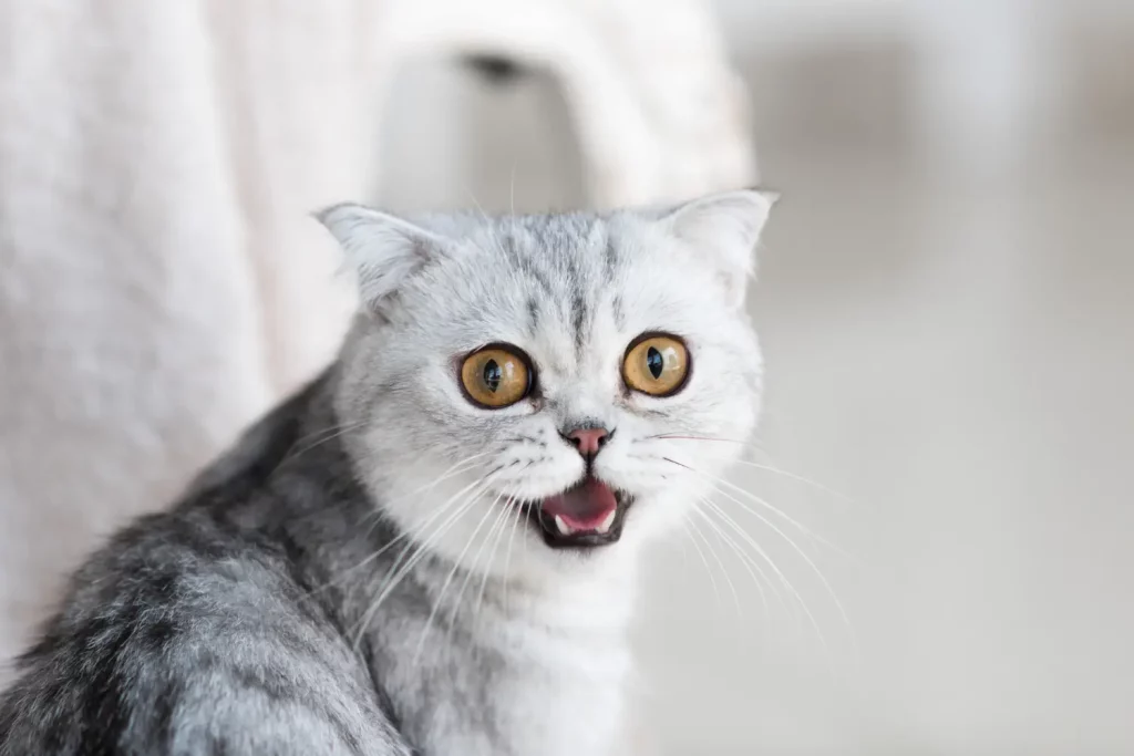El Putxet Veterinarios barcelona gato maullando