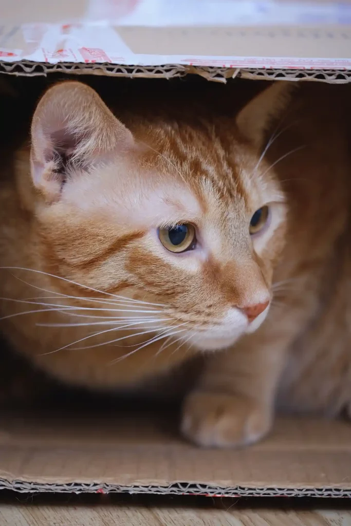 El Putxet Veterinarios barcelona gato escondido en caja de carton
