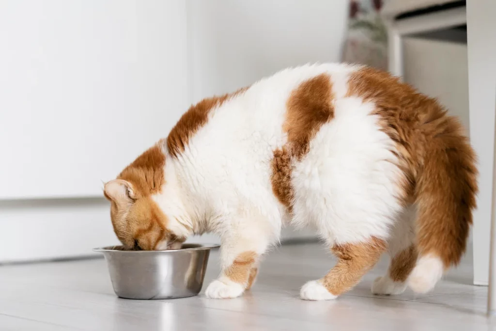 El Putxet Veterinarios barcelona gato comiendo